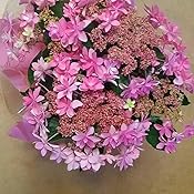 Amazon 母の日 アジサイ鉢 華やかな ダンスパーティ ピンク 21 花鉢 花 生花 ギフト プレゼント 鉢植え 観葉植物 オンライン通販 Amazon 母の日 アジサイ鉢 華やかな ダンスパーティ ピンク 21 花鉢 花 生花 ギフト プレゼント 鉢植え 観葉植物 オンライン通販