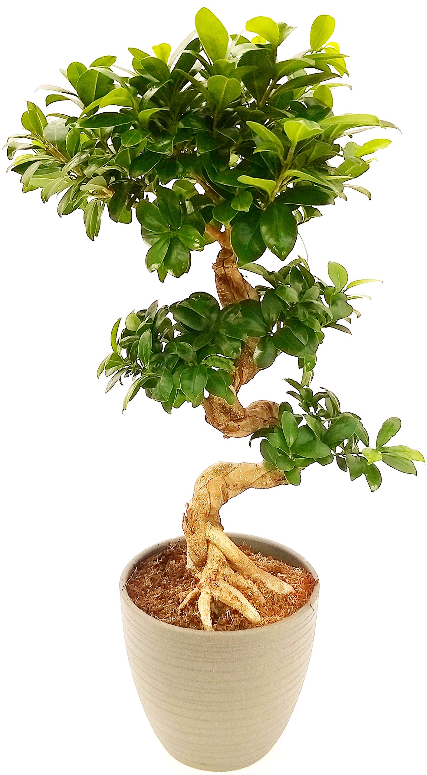 POWERS TO FLOWERS - FICUS GINSENG BONSAI XL, ALTEZZA 70CM, IN VASO CERAMICA GRIGIO SATINATO, pianta vera