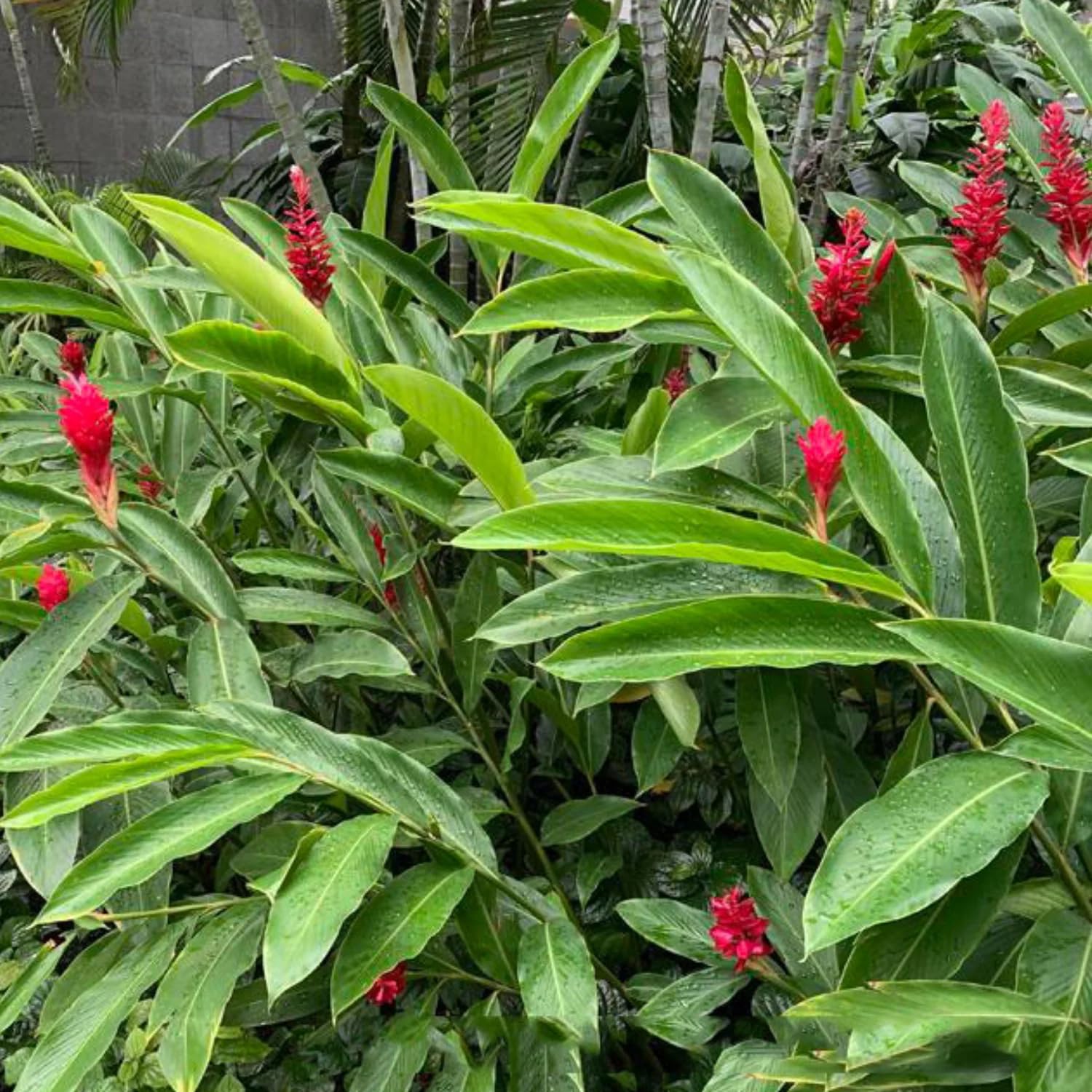 Hug A Plant | Alpinia Ginger (Alpinia zerumbet) Medicinal/Ornamnetal Live Plant (Home & Garden) (B0CJTVNJPX) Amazon Price History, Amazon Price Tracker