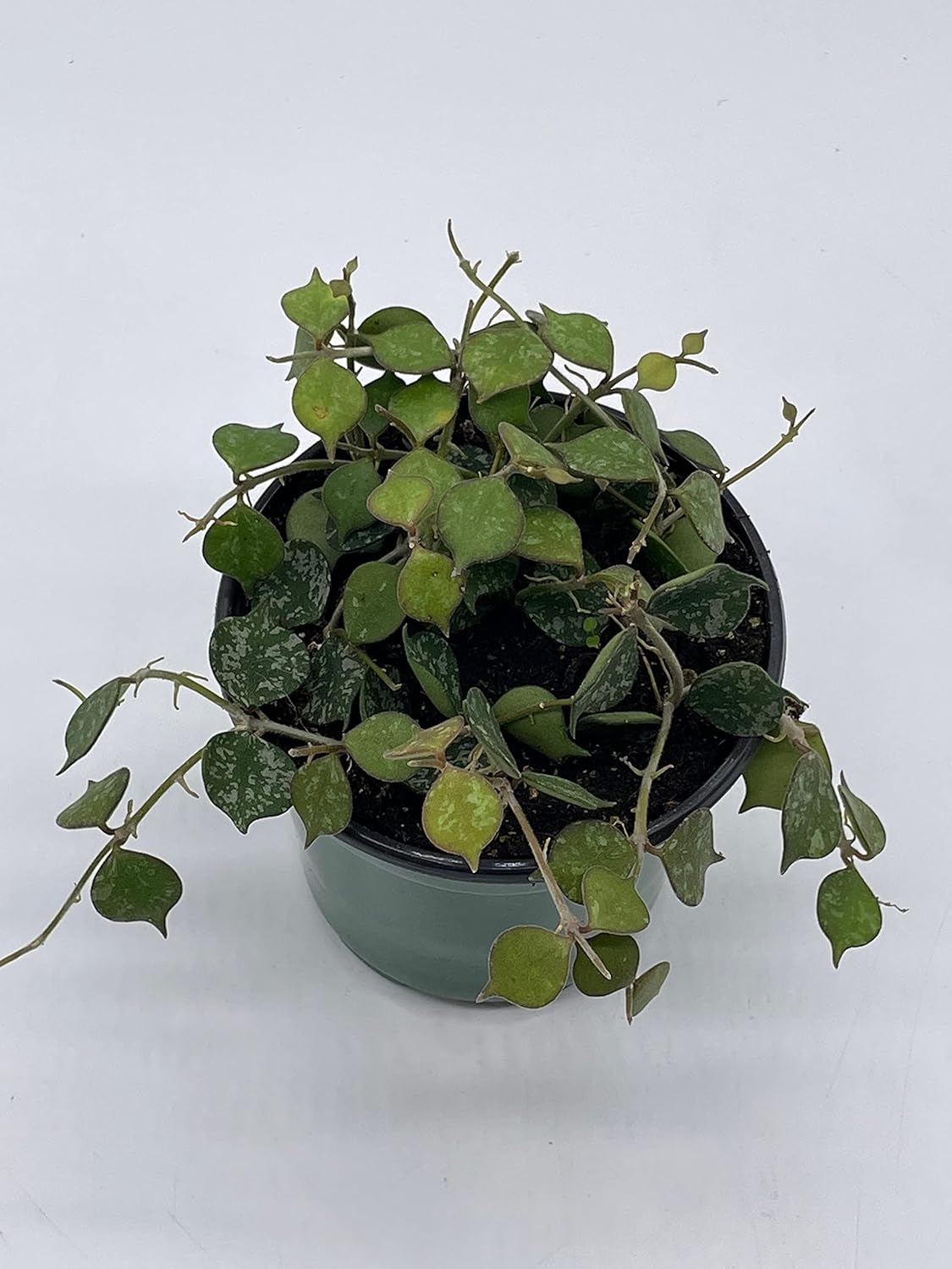 BubbleBlooms Hoya Curtisii, Very Rare Limited Live Plant, in 4 inch Pot