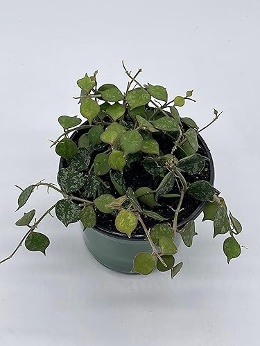 Miniatura 5 de BubbleBlooms Hoya Curtisii, planta viva limitada muy rara, en maceta de 4 pulgadas