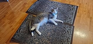 Review Image by Annie Stevens Annie Stevens