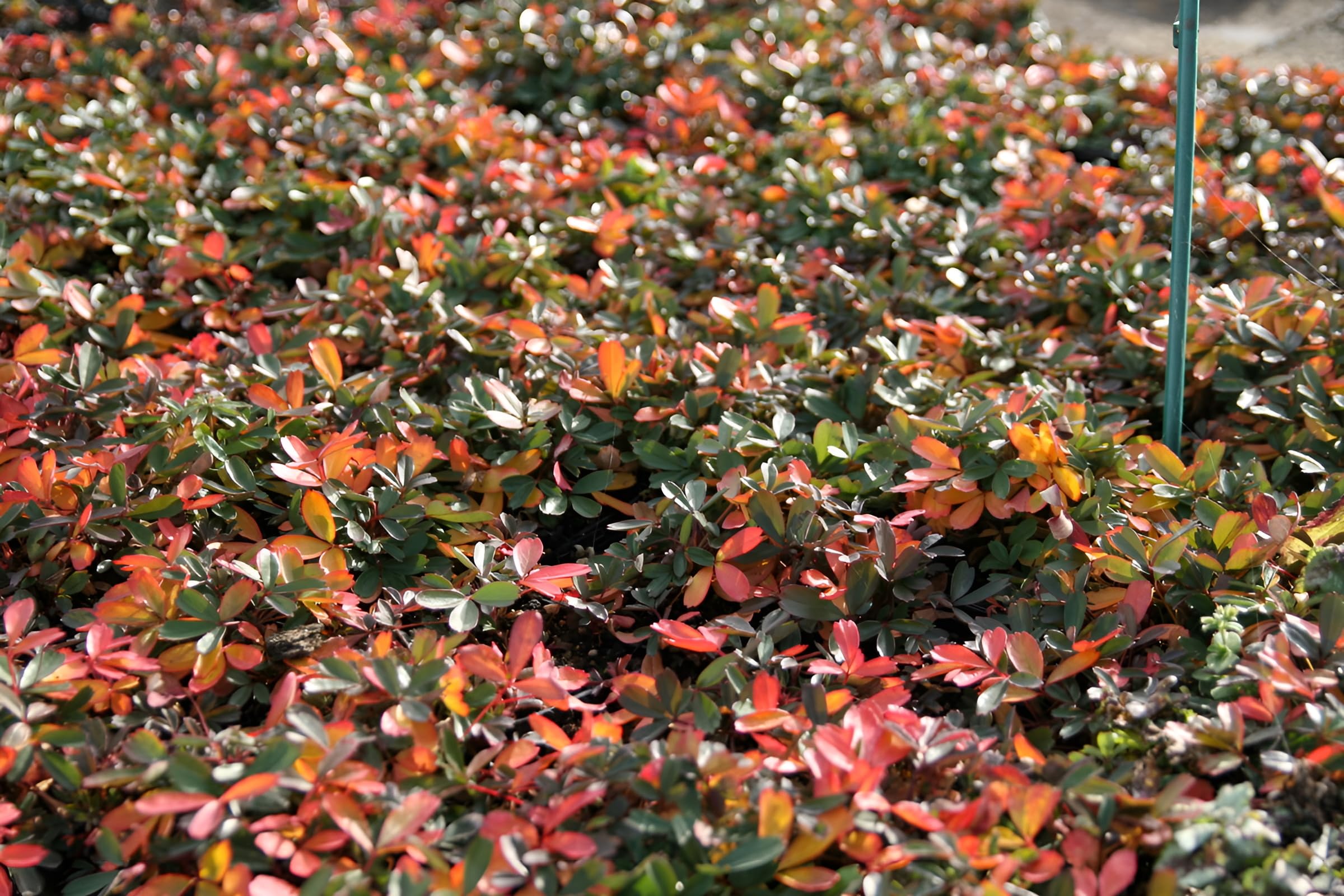 Stauden Gänge 10 x Potentilla tridentata 'Nuuk' Teppich winterhart