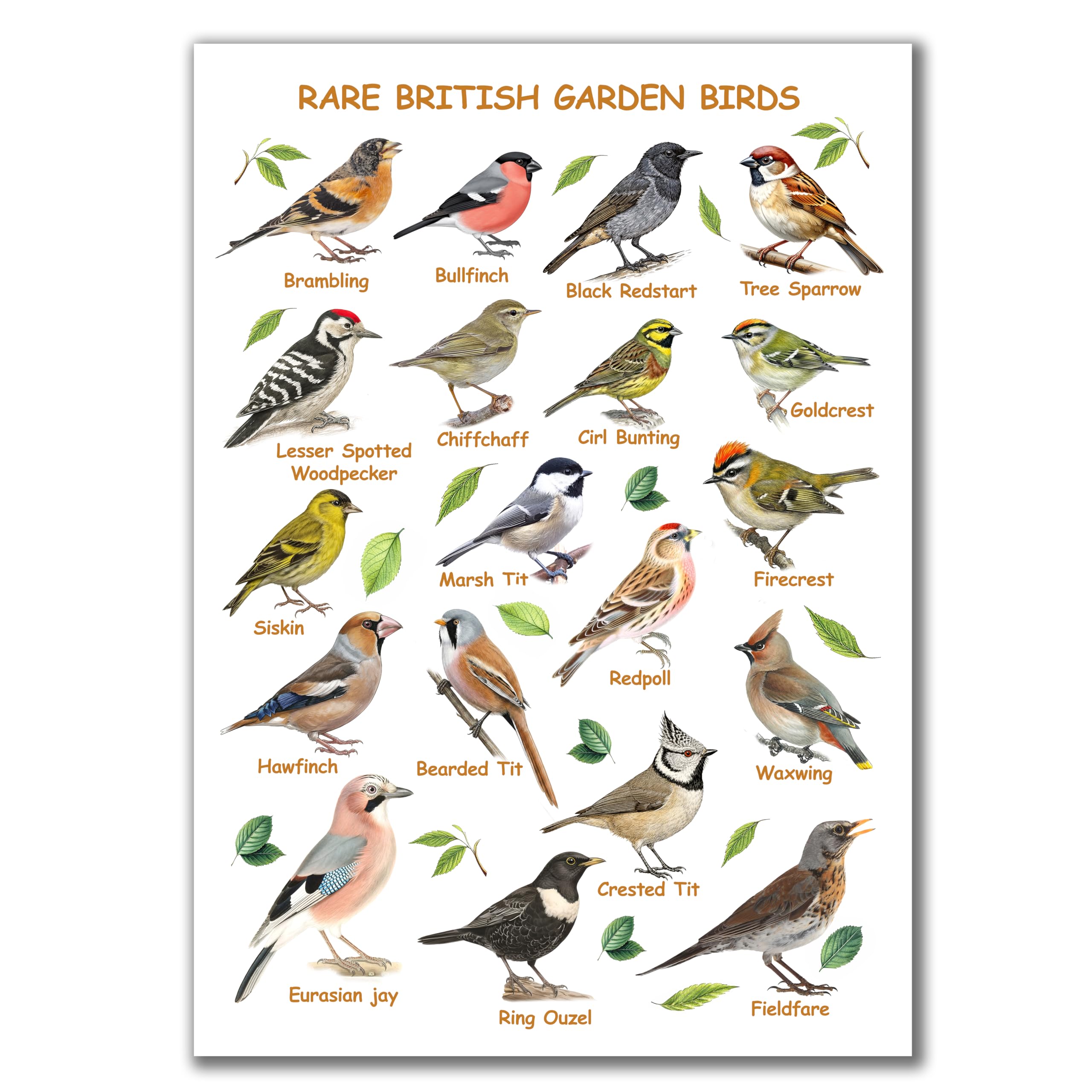 Rare British Garden Birds Identification Poster, A3 Unframed Print, Ornithology Educational Wall Art