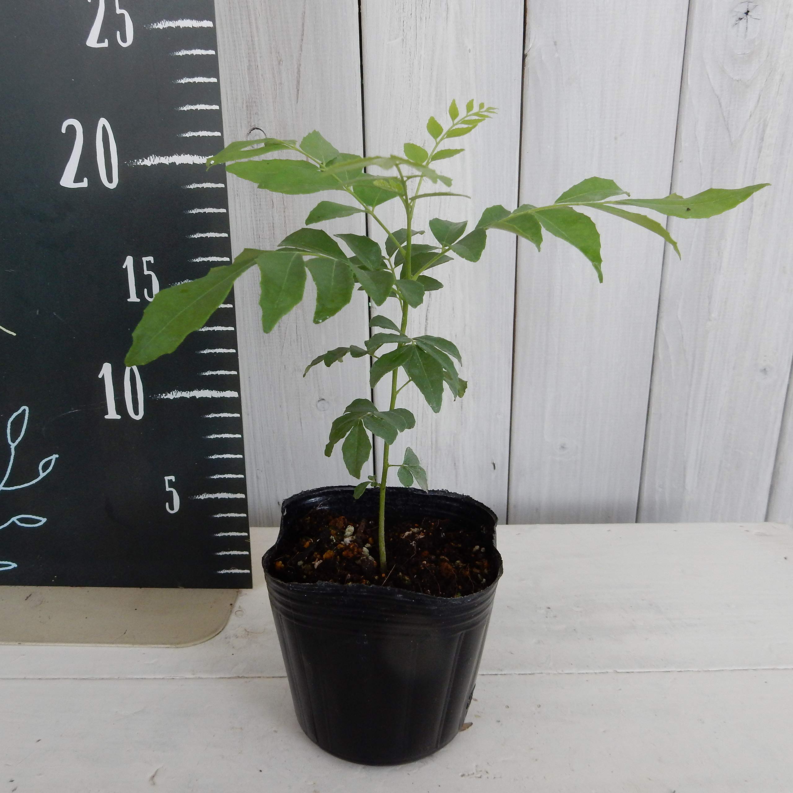 カレーリーフ 苗木24個 カレーリーフ 苗木24個