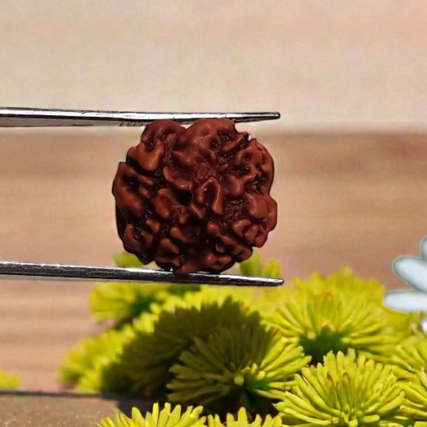 4 Mukhi Rudraksha Bead from Nepal – Lab Certified Natural Four Face Rudraksh for Meditation, Positive Energy & Spiritual Growth – Original Nepali Rudraksha for Daily Puja & Healing Use - Image 2