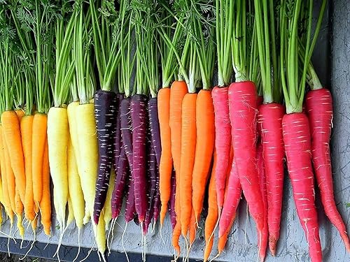Más de 500 semillas de zanahoria arcoíris para cultivar: mezcla colorida de zanahorias de colores exóticos. Vegetales comestibles. Fabricado en