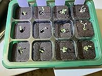 Review Image by Susurration Susurration