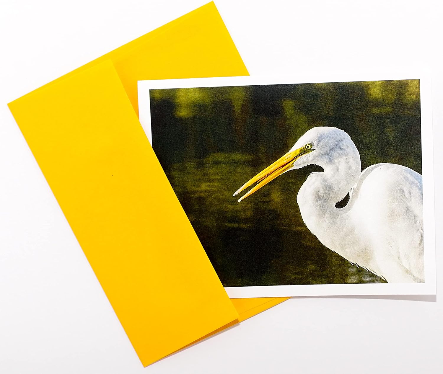 Bird Photography Smooth Note Cards 16 w/18 Colored Envelopes, Boxed Set (4.25"x 5.50") Blank Inside - Made in USA