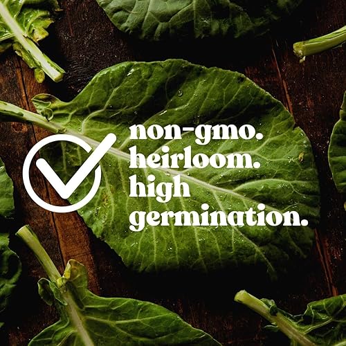 Miniatura 5 de Semillas orgánicas de trébol carmesí  14 lb  11,600 semillas  Semillas de trébol de leguminosas para cultivos de cobertura, forraje silvestre,