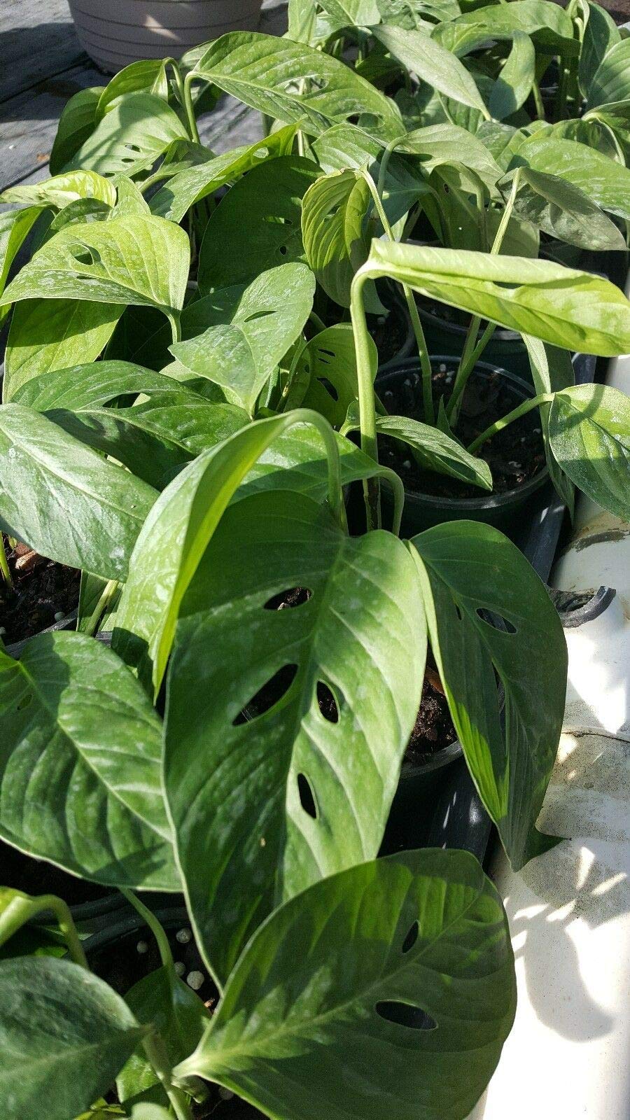 Monstera~ Swiss Cheese Plant~1 Plant 2 to 3 Leaves per 4" Pot