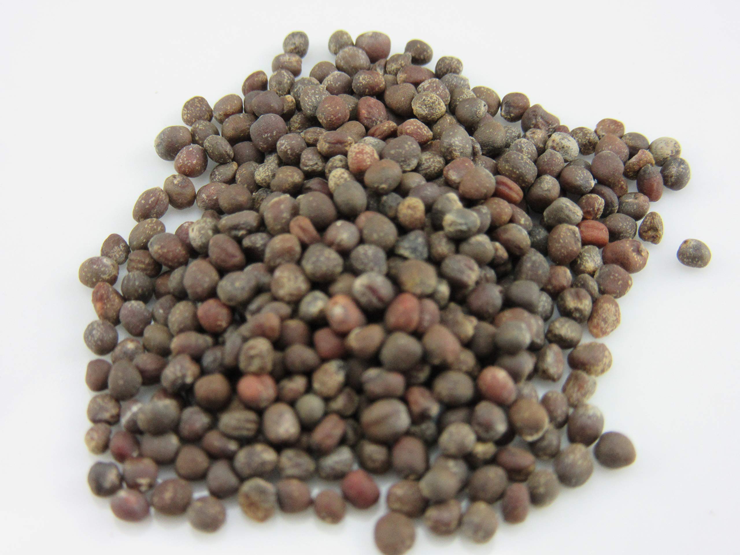 Homilador ayollar ginekologga yashirin kamera