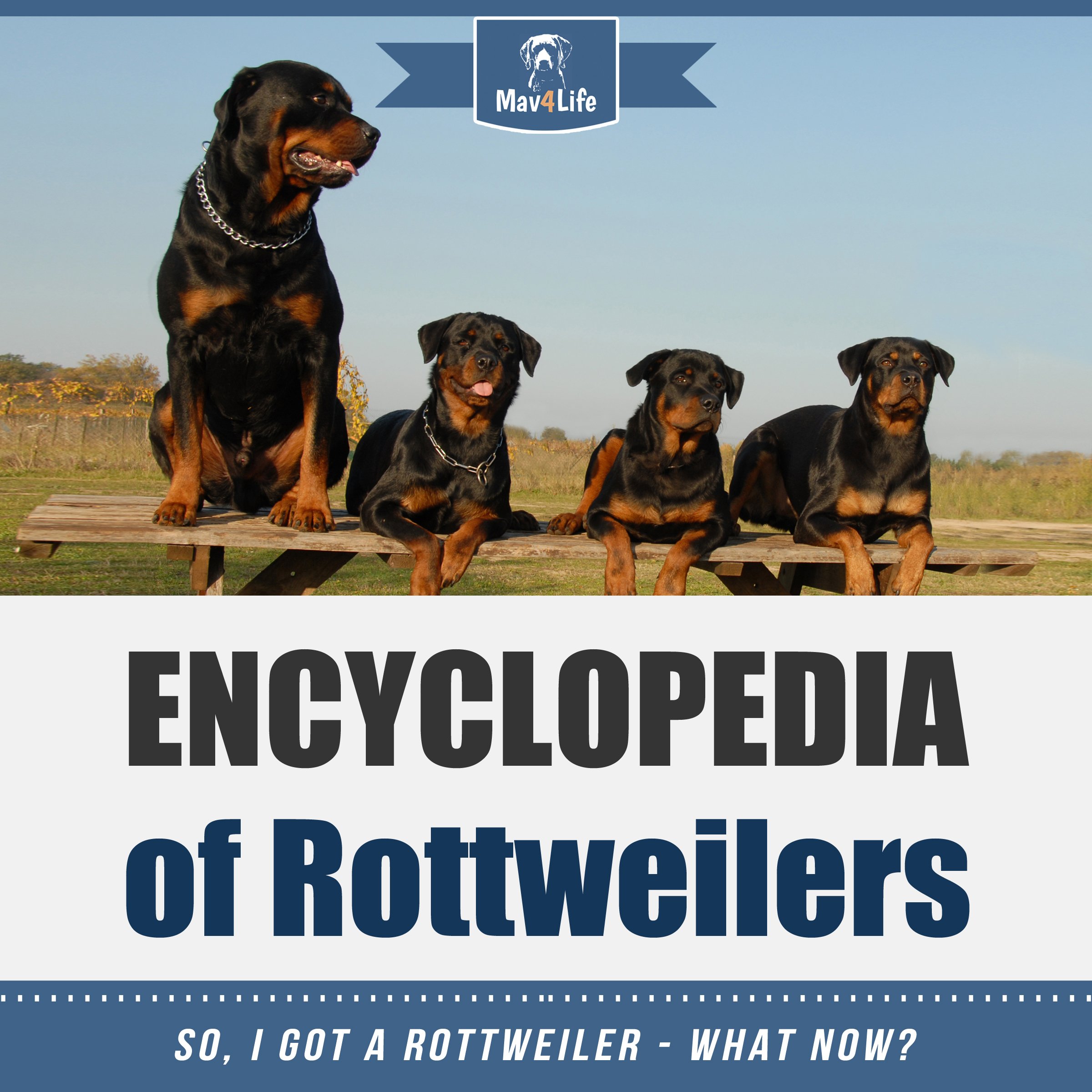 Cover art for Encyclopedia of Rottweilers: So, I Got a Rottweiler - What Now?