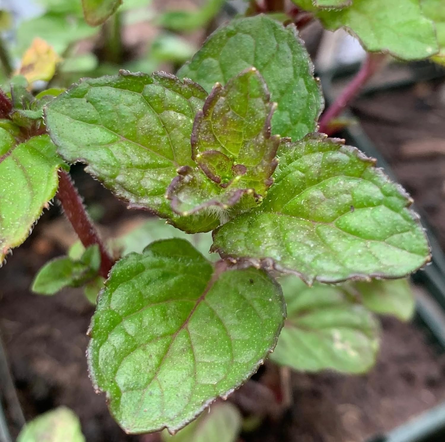 Generic Berries and Cream Mint - Rooted Mint Cutting Starter, Green