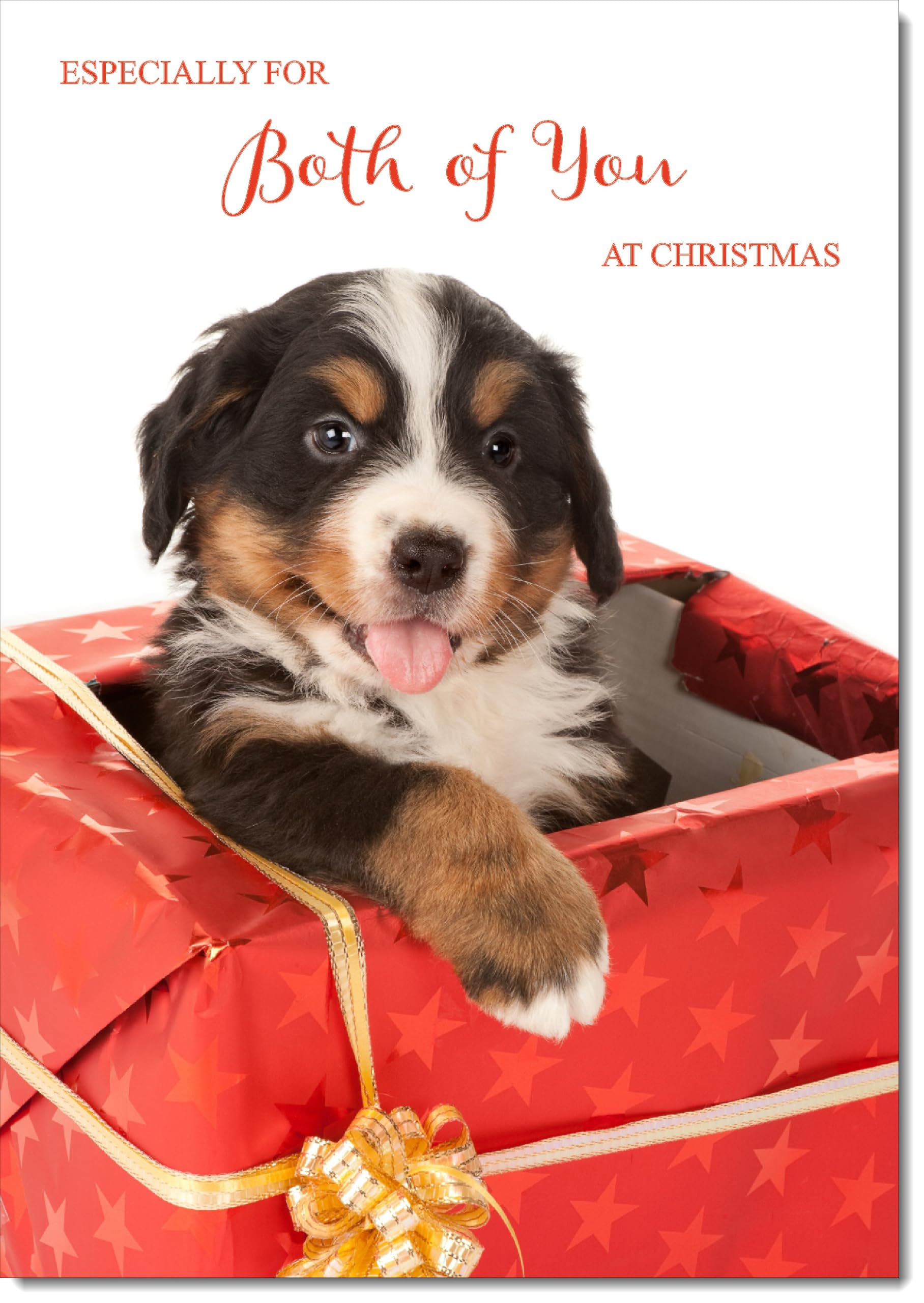 doodlecards To Both of You Christmas Card Dog in Parcel Large A4 Size Christmas Card for To Both of You with Plain Envelope — image 1