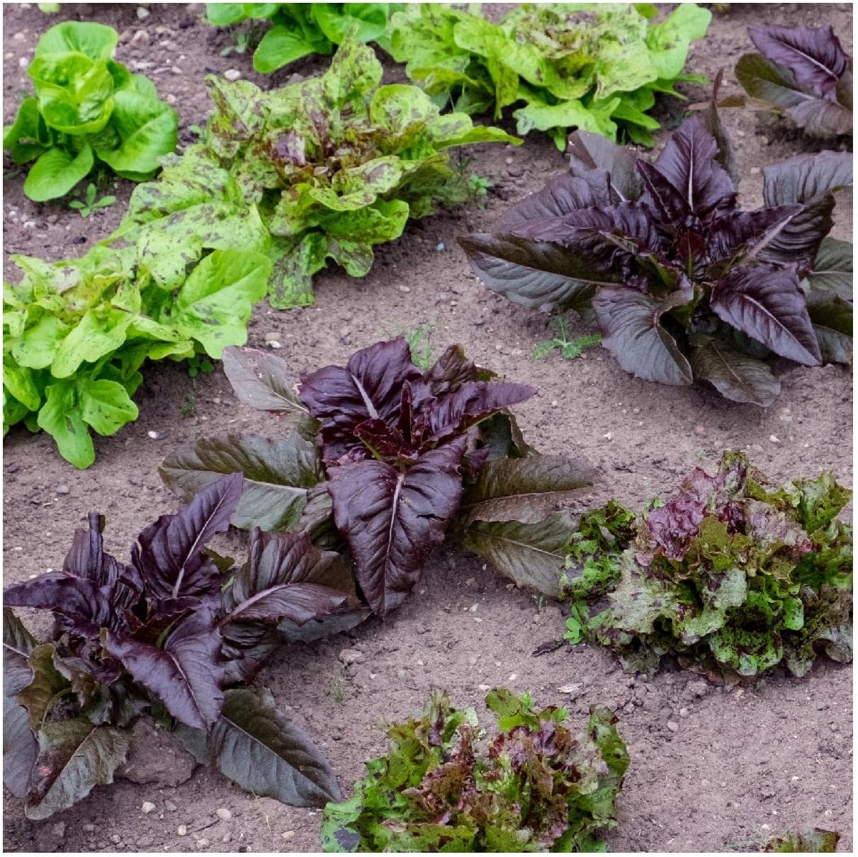 Everwilde Farms - 1/4 Lb Red Deer Tongue Lettuce Seeds - Gold Vault