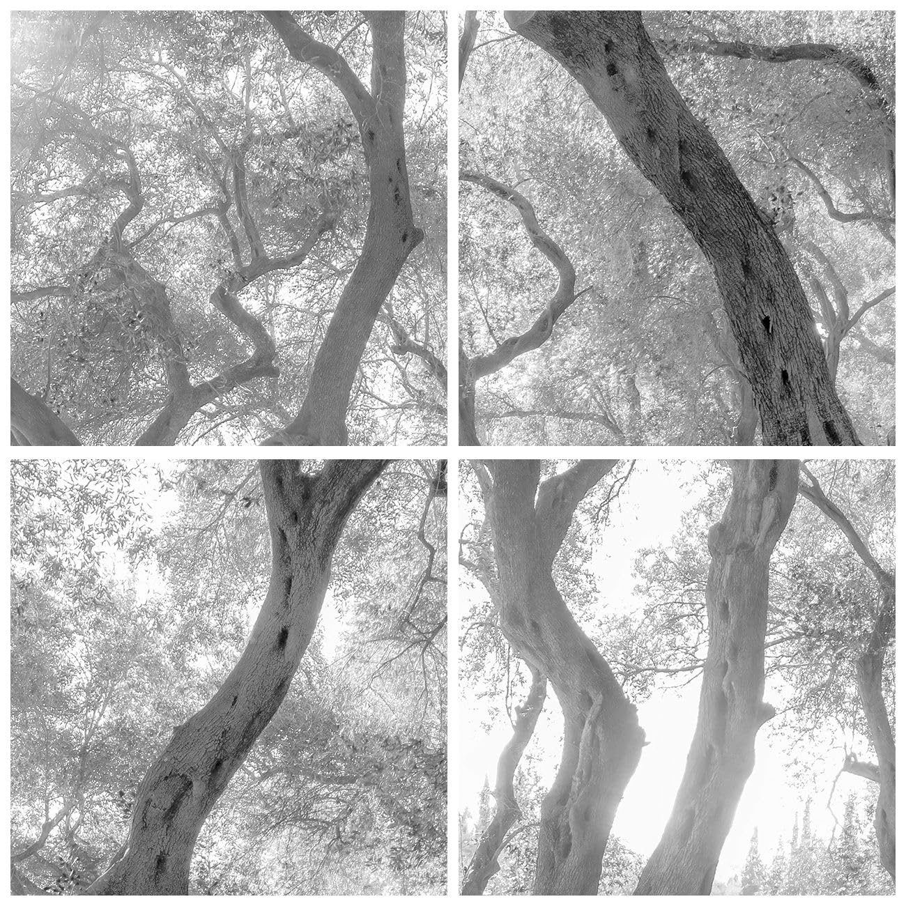 ARTTOR Poster Wandbild Kunstdruck 50x70cm Botanik Schwarz-Weiß - 5354 - P2B | Wald Winter Bäume Vertikal mit schwarzem Rahmen Wohnzimmer Schlafzimmer Küche Büro Wanddeko Kunstposter ARTTOR