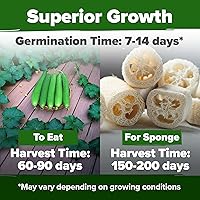 Vista 307 de HOME GROWN Más de 1000 semillas de cilantro para plantar en interiores o exteriores, hierbas tradicionales sin OMG, semillas de plantas de cilantro