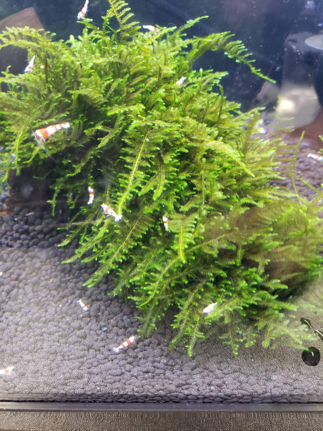 Amazon | 【B-O-D-AQUA】南米ウィローモス活着マングローブ系流木