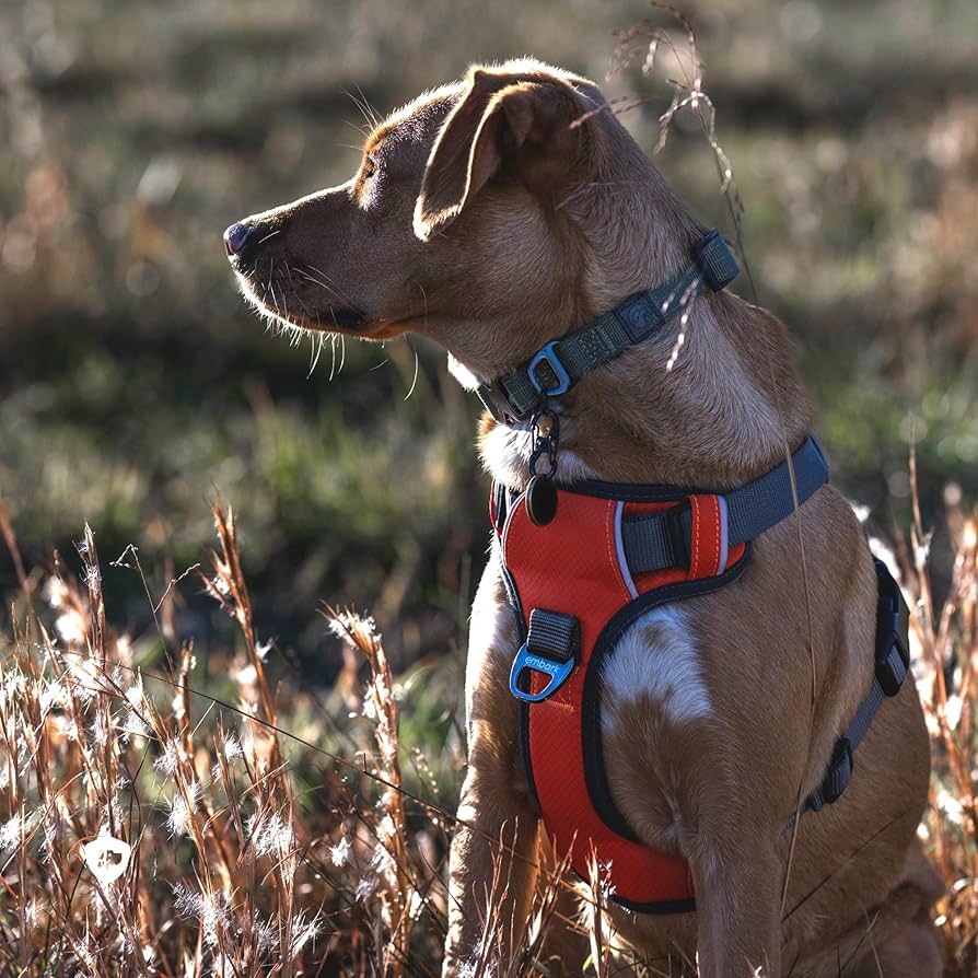 Embark Pets エンバーク　ハーネス　オーロラ　Sサイズ Amazon | Embark Pets（エンバークペット）犬用ハーネス