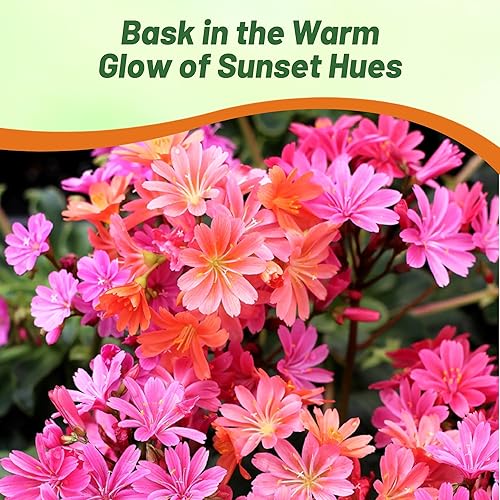 Miniatura 7 de Outsidepride Sunset Strain Lewisia - Semillas de flores para plantar, 25 piezas de semillas perennes tolerantes a la sequía con flores atractivas y