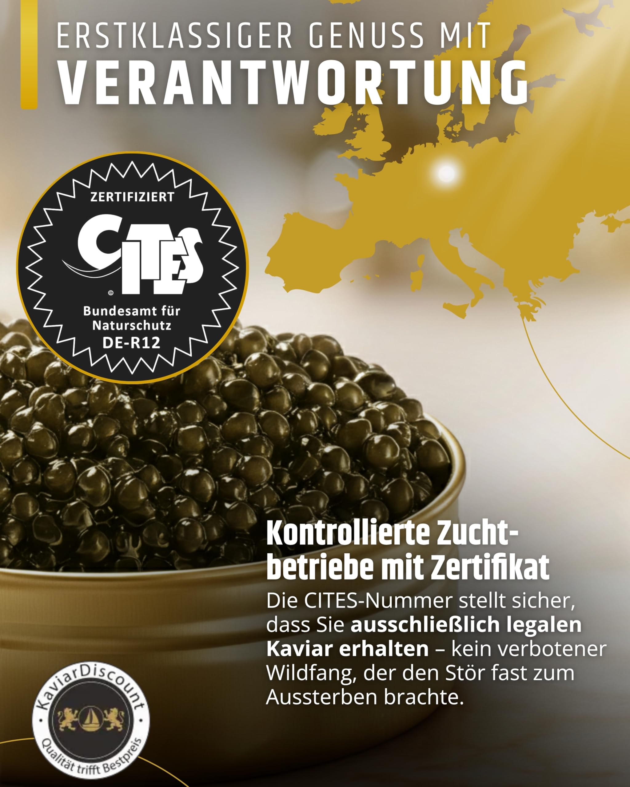 SEPEHR DAD CAVIAR Beluga Premier Kaviar 50 g I großes Korn 2,9-3,1 mm I Beluga Premier Caviar aus nachhaltiger Aquakultur I mild & fein-sahnig I exklusiver Stör Kaviar aus Kaluga Hausen Störrogen
