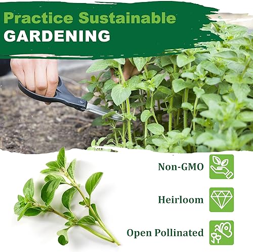 Miniatura 4 de TKE Farms & Gardens - Más de 3000 semillas de orégano, 500 mg, reliquia sin OMG, hierba perenne polinizada abierta, Origanum vulgare, para jardines