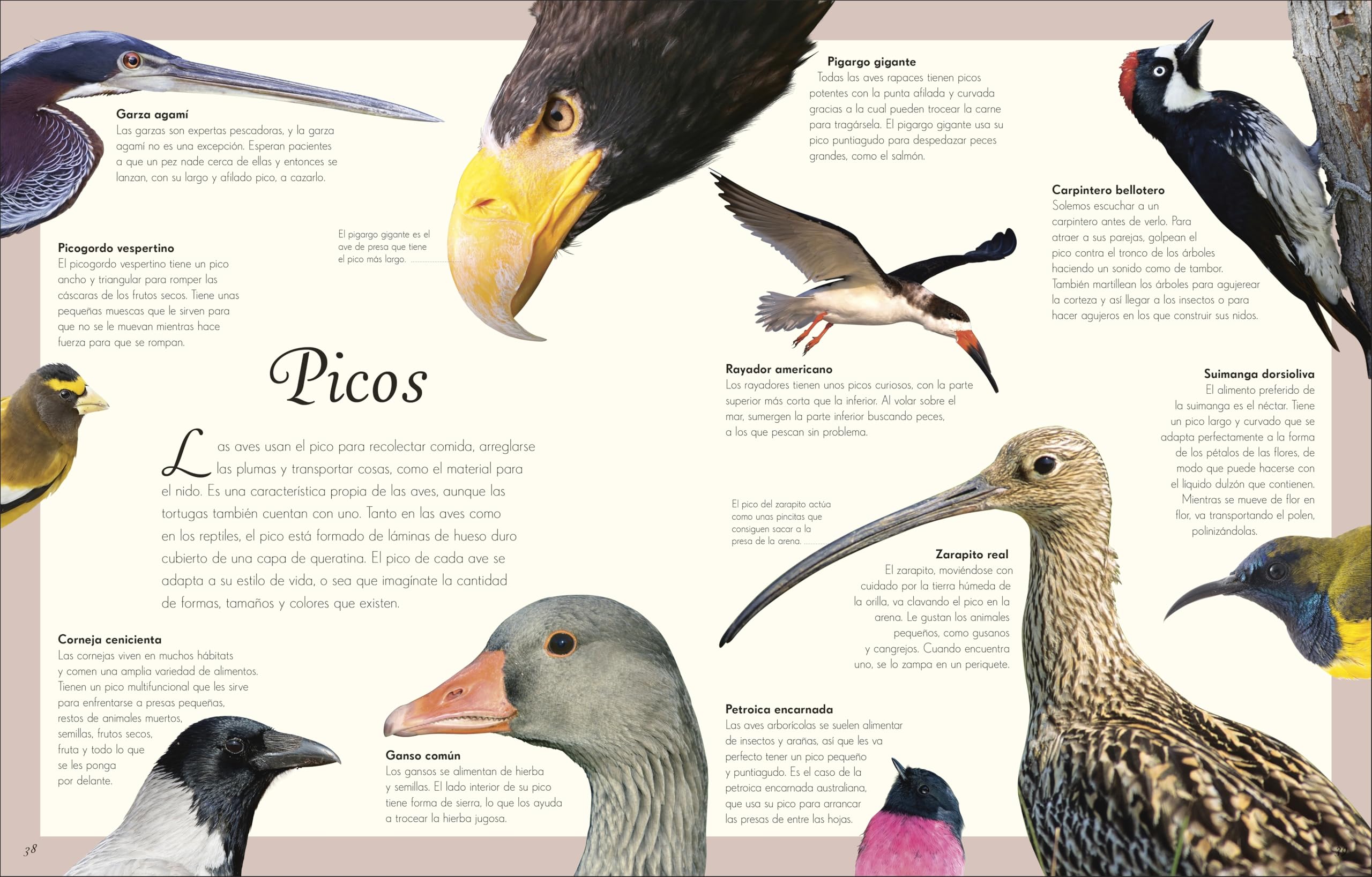 Antología de aves extraordinarias (Planeta curioso) (DK Infantil)