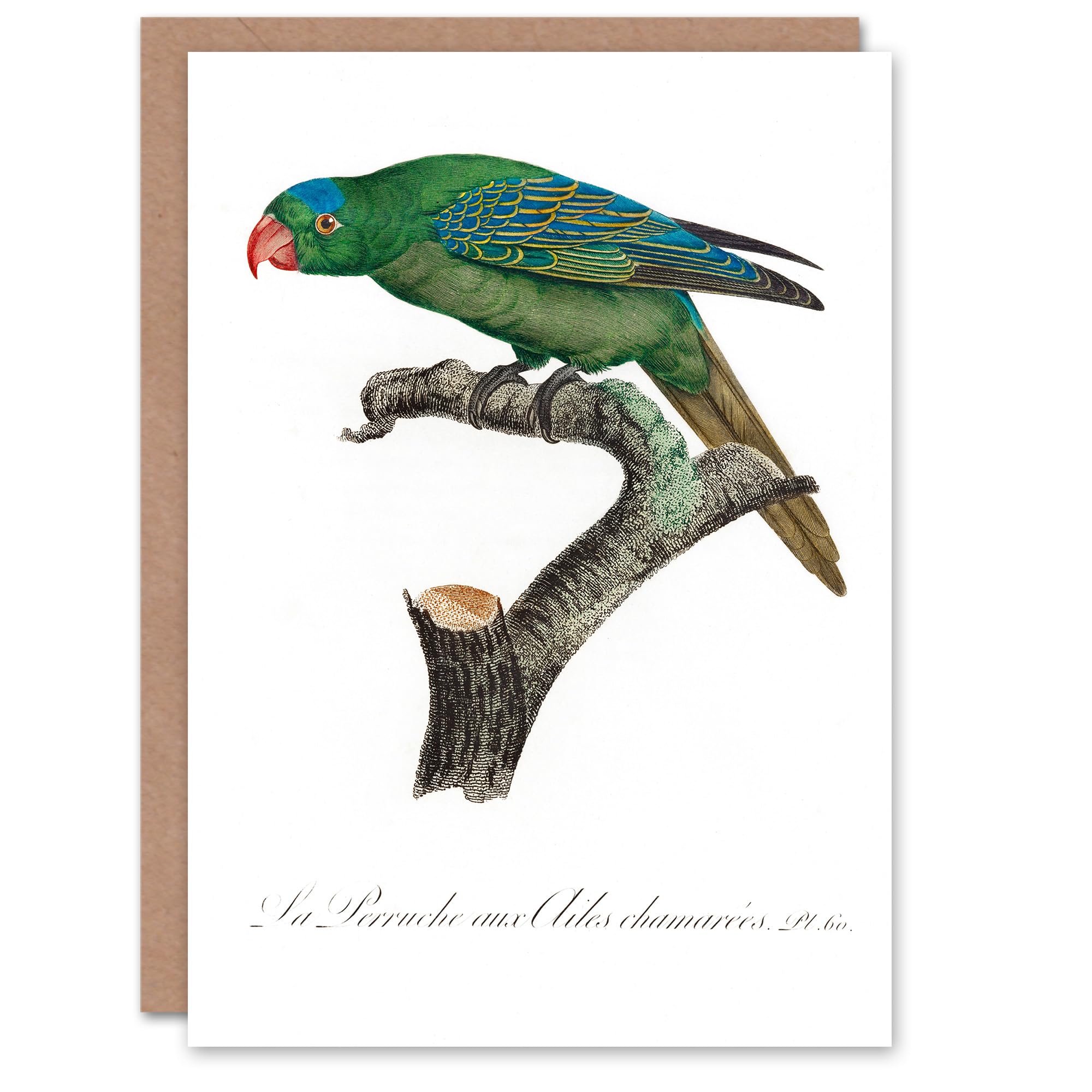 Francois Levaillant Art Card The Blue Naped Parrot