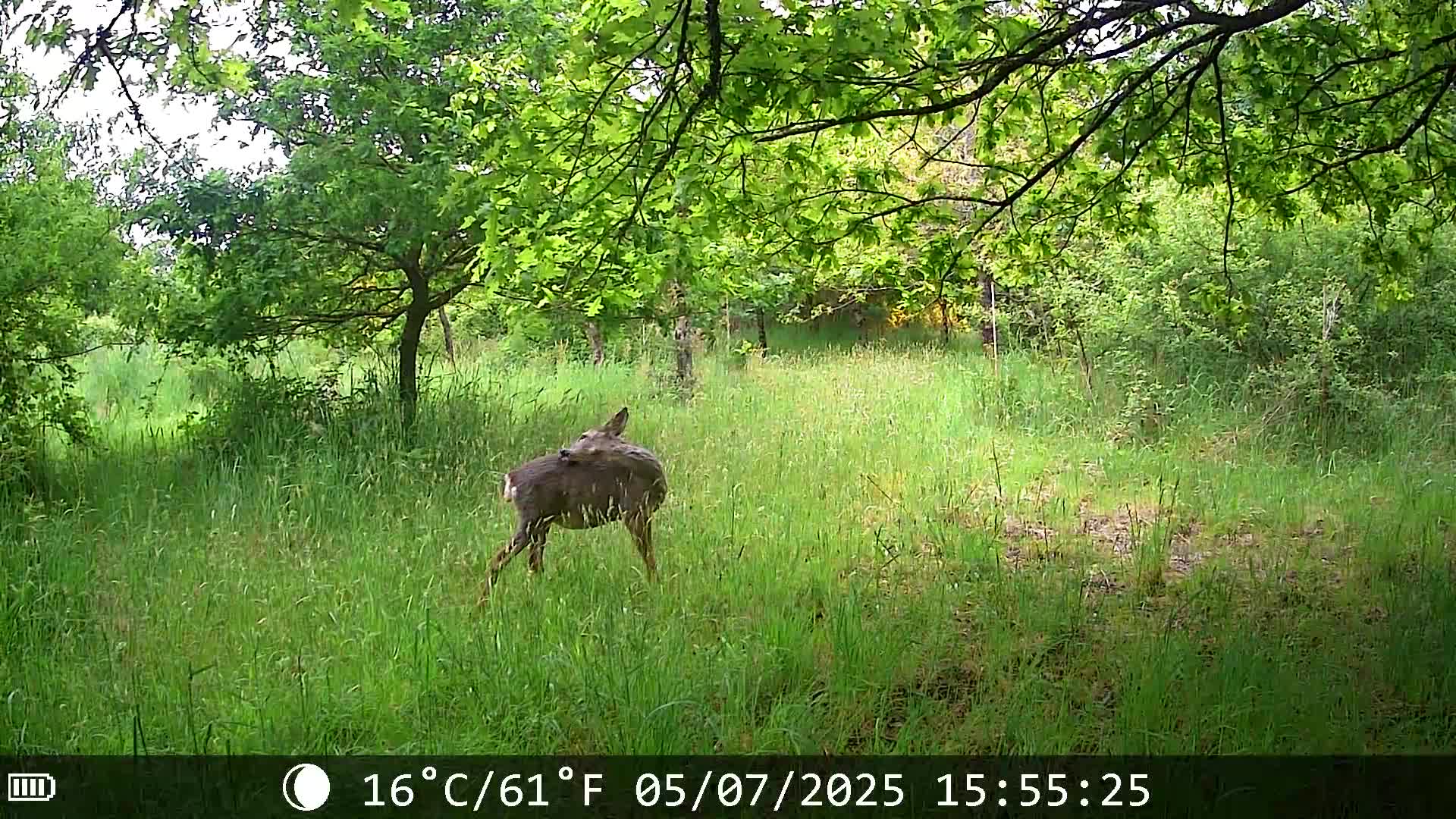 Camera de chasse - apercu video produit, cerf detecte