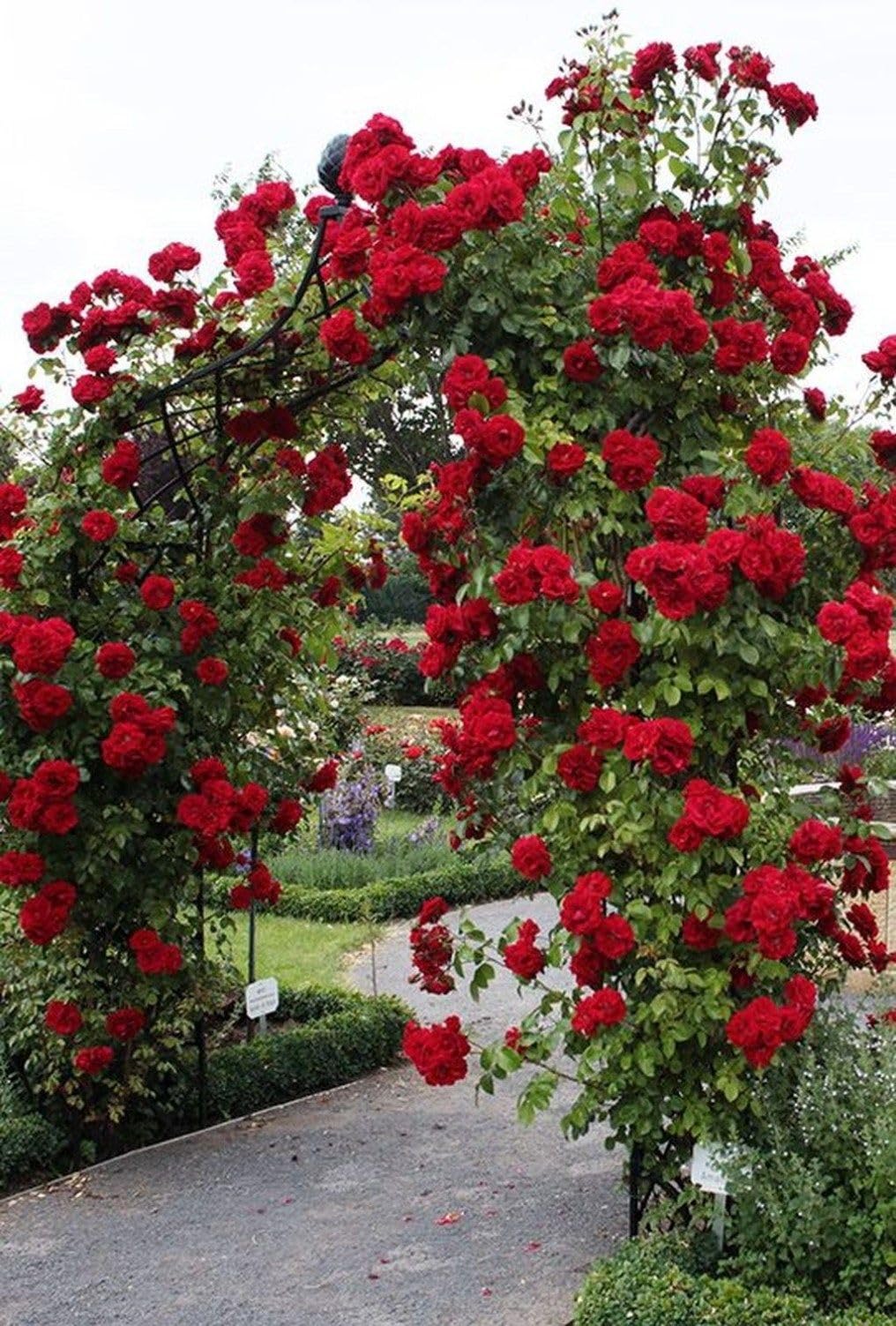 Radiant Vivid Red Climbing Rose in A 3 Lt Pot for Outdoor Gardening, Gifting, Garden Walls, Pillars, Arches & Trellises