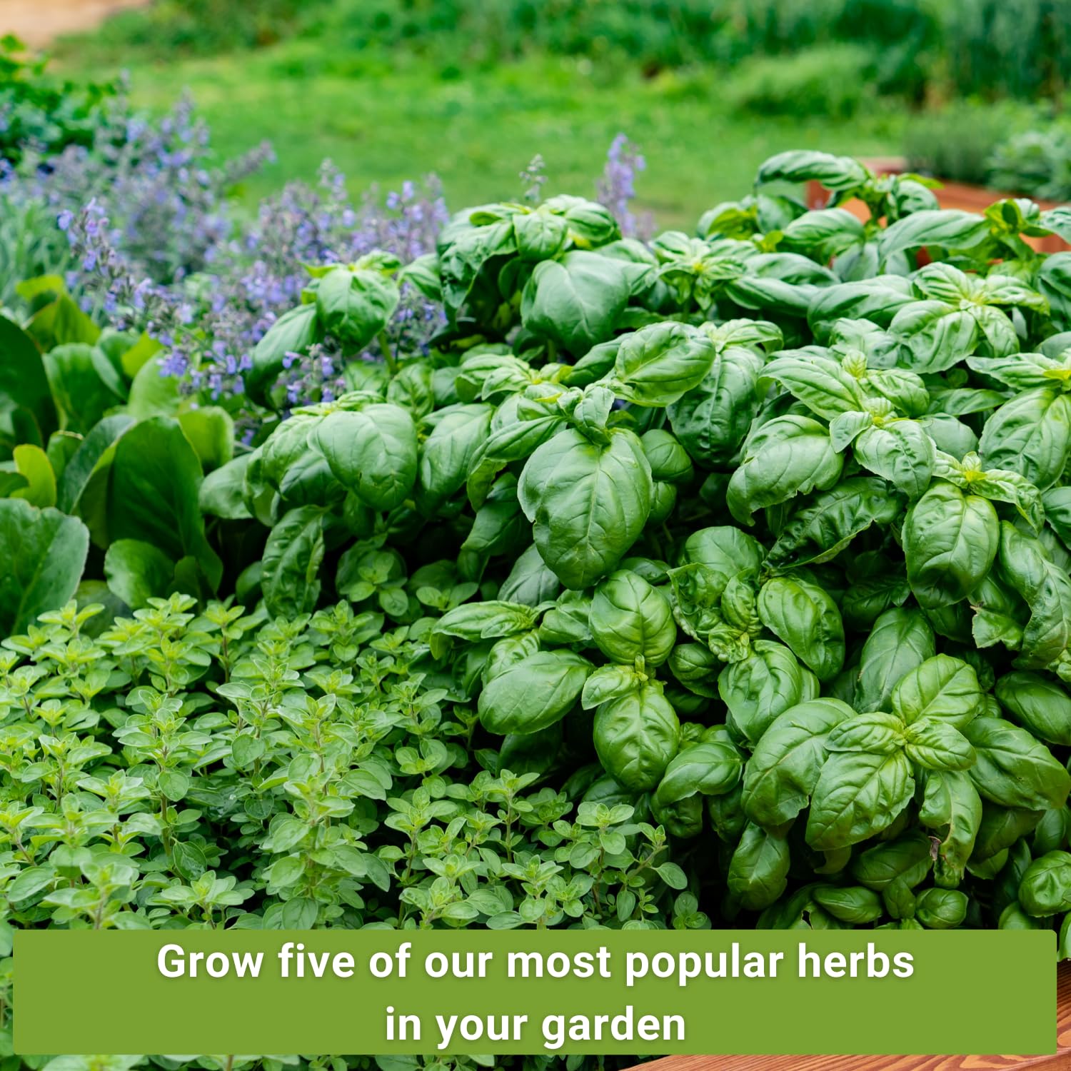 Colección de semillas de hierbas más popular para plantar - menta, lavanda, albahaca dulce, cilantro y perejil - 5 paquetes con instrucciones para cultivar un jardín de cocina casera 4