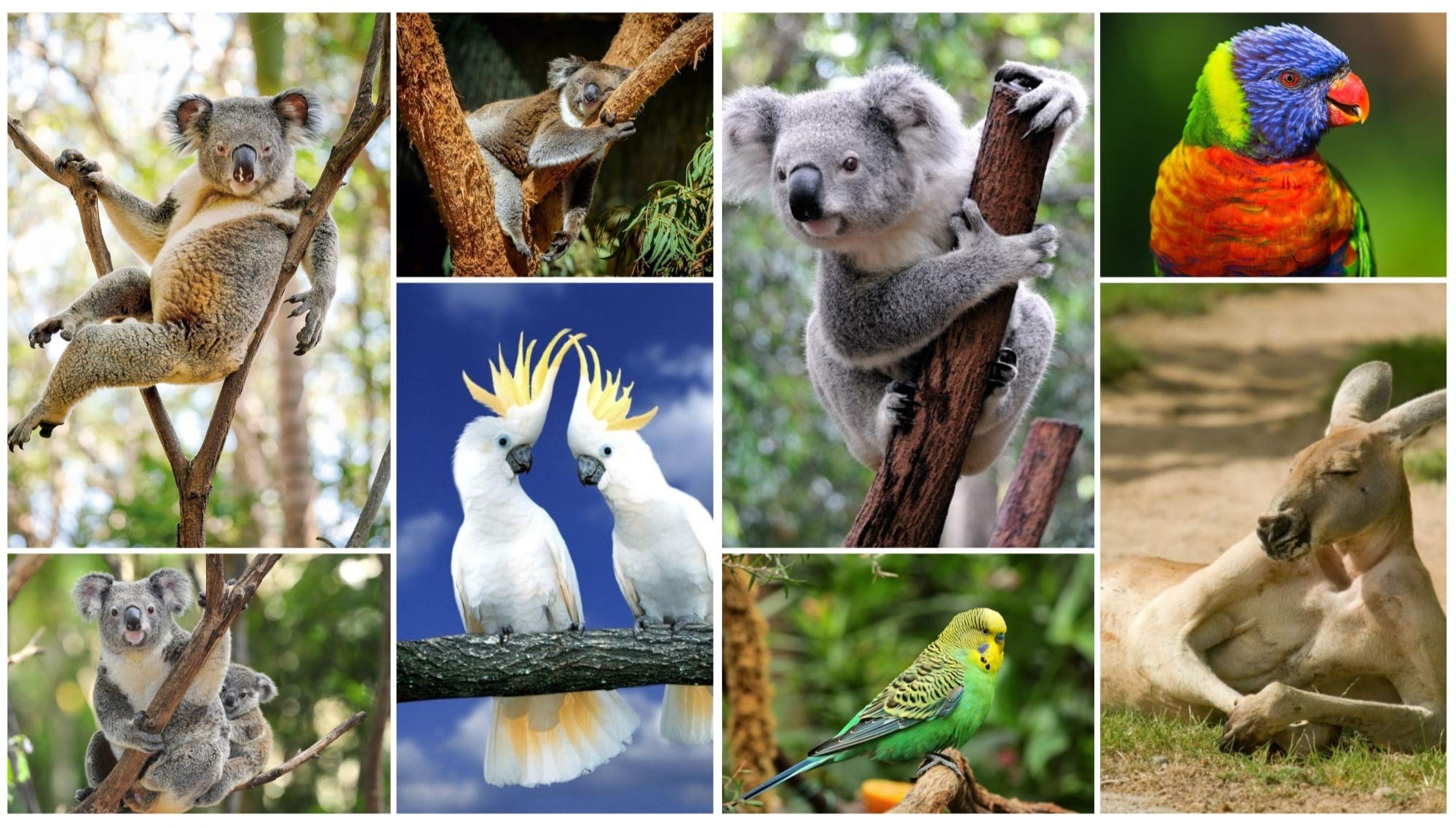ANIMALS OF AUSTRALIA postcard set with 8 different animal cards of koalas, kangaroo and Australian birds