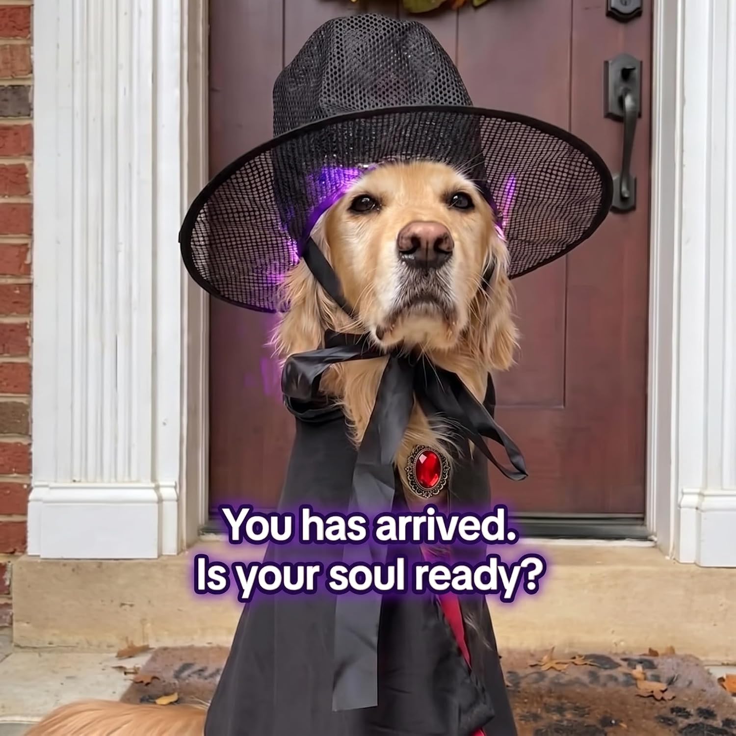 Dansydaisy Halloween Dog Costume Hat for Medium Large Dogs, Gothic Black Mesh Korean Gat Top Hat with Wide Brim and Strap, Quick-Fold Pet Costume Accessories, Kpop Inspired Cosplay Party Photo Props
