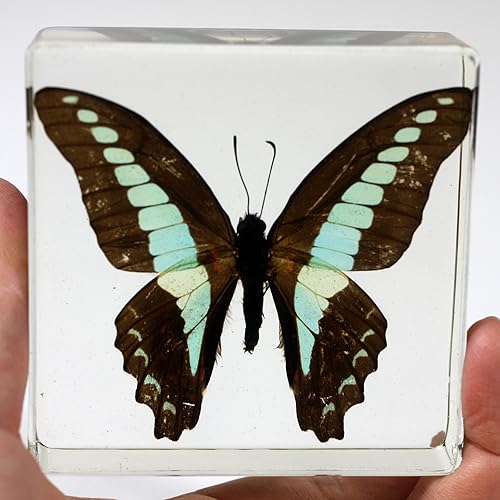 Miniatura 2 de REALBUG Common Blue Bottle Butterfly Paperweight(3 x 3 x 1)
