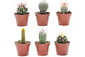 Peyote Cactus Plants Live: Enhance Your Green Sanctuary
