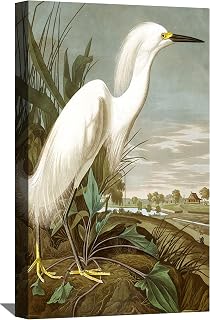 John James Audubon Painting Snowy Heron by Audubon Canvas Art Birds Framed Wall Art