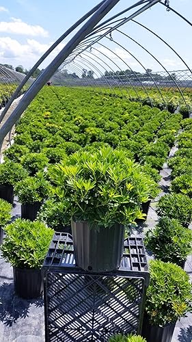 Miniatura 10 de Planta viva de Green Promise Farms - Pieris jap. Brouwers Beauty, contenedor de tamaño #3 galones, Evergreen, flores blancas