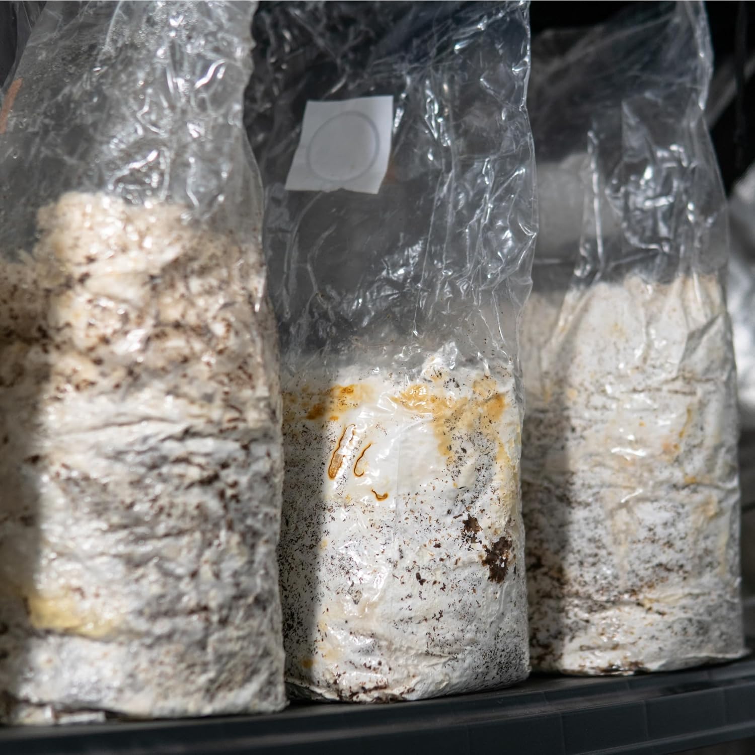 10X Mushroom Grow Bags - 5"x4"x18" Premium Autoclavable Spawn Bags, 0.2 Micron Filter Patch, 3 Mil Polypropylene - 10 Pack