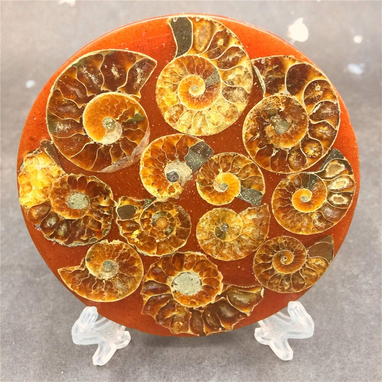WERWERNatural Snail Shell Fossil Disc Half Open Nautilus Fossil Home Decoration (Color : 1pcs, Size : 1pcs)