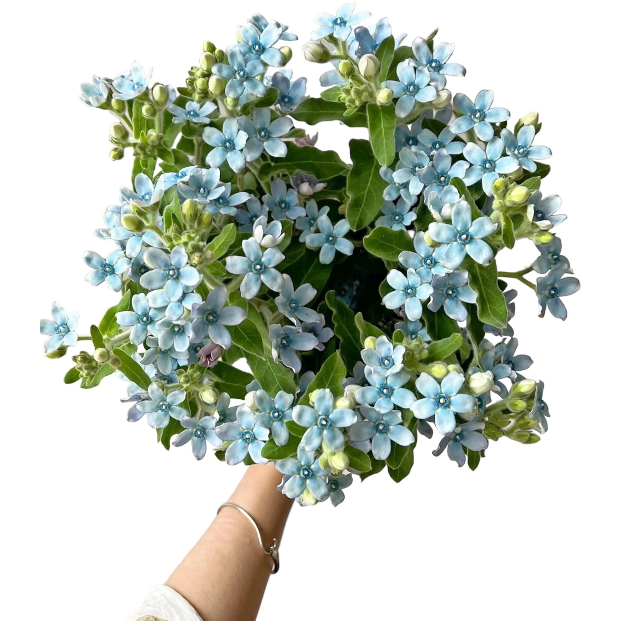 10 Stem Blue Tweedia Japan Fresh Cut Flowers DIY Flower Arrangement Wedding Anniversary Love Gift