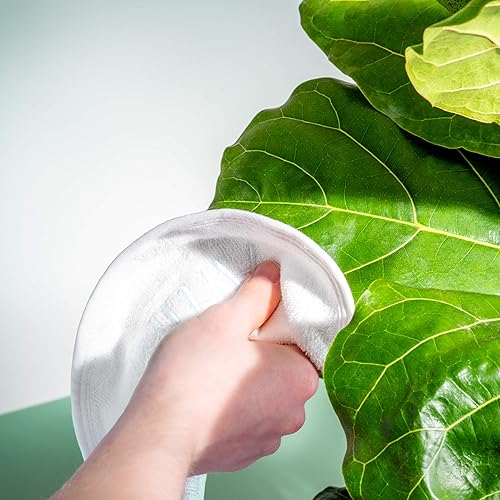 Miniatura 4 de Arum Limpiador de hojas para plantas de interior. Paños de 10 pulgadas de diámetro (9.843 in de diámetro) (cantidad 3) y cepillos de bambú de 4.9