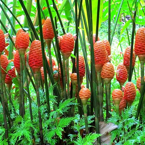 Miniatura 4 de Champú raíces de jengibre para plantar, 10 bulbos grandes de flores de lirio de jengibre rojo Zingiber Zerumbet, plantas de jengibre comestibles,