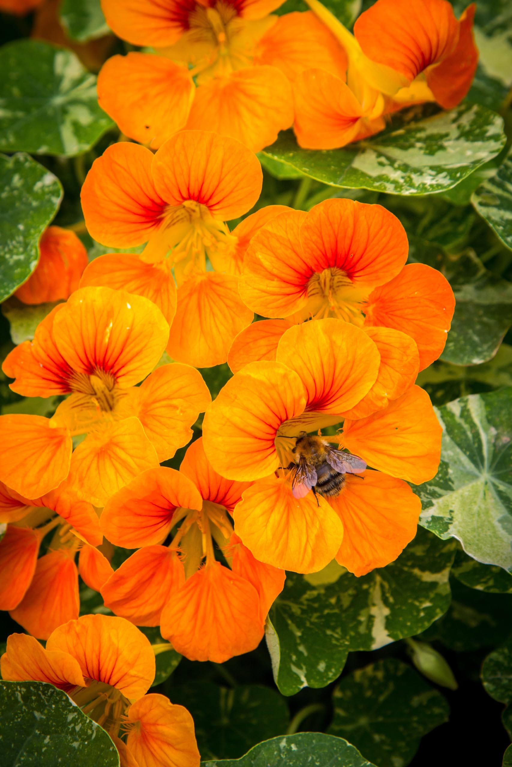 Kapuzinerkresse (Tropaeolum majus) Samen. Kletterpflanze, Heilpflanze, essbar (2000 Samen =250,0g)