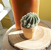 Vista 6 de Plantas de cactus viven en maceta de arcilla, cactus vivo en maceta en tierra de cactus, mini cactus vivos, plantas suculentas vivas, cactus vivos