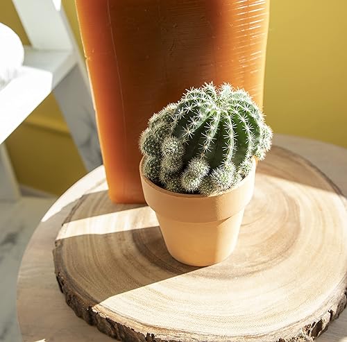 Vista 6 de Plantas de cactus viven en maceta de arcilla, cactus vivo en maceta en tierra de cactus, mini cactus vivos, plantas suculentas vivas, cactus vivos