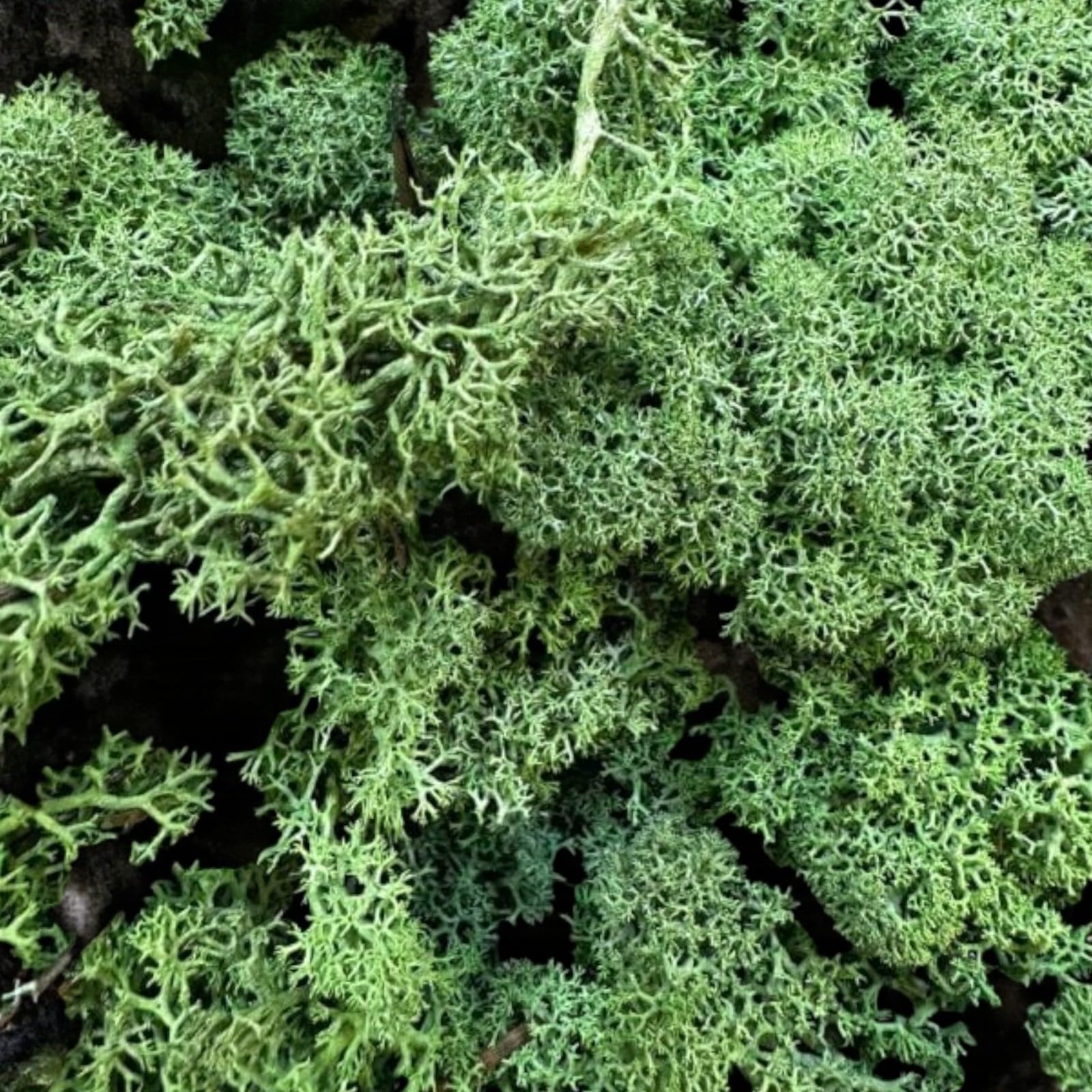 Carbeth Plants Dark Green Reindeer Moss 500G Box – Natural Preserved Moss For Crafts, Terrariums, Wreaths & Floral Displays – Soft & Decorative For Home Décor & Plant Dressing (Dark Green)