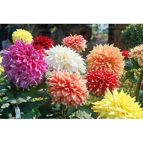 3 Dahlia Flower Bulbs for Planting, Mix Color- Grow Stunning Perennial Dahlia Flowers