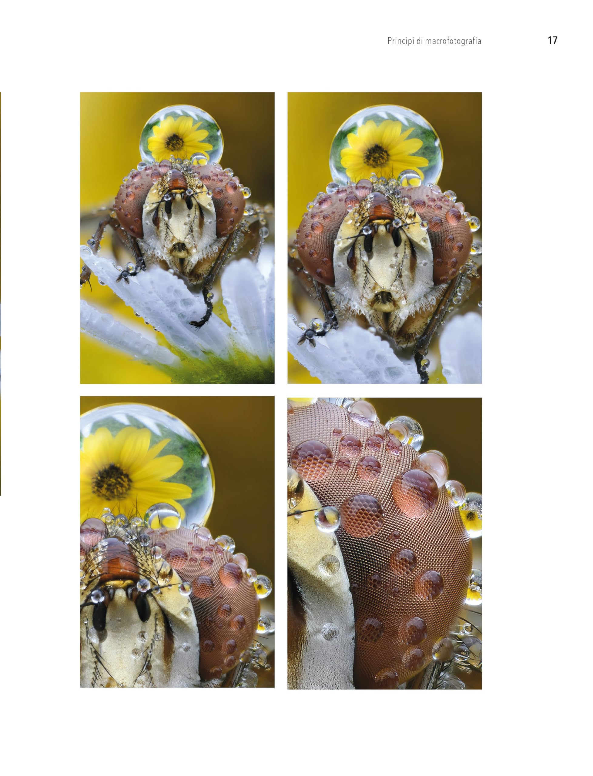 Macrofotografia. Strumenti e tecniche per catturare i dettagli del mondo