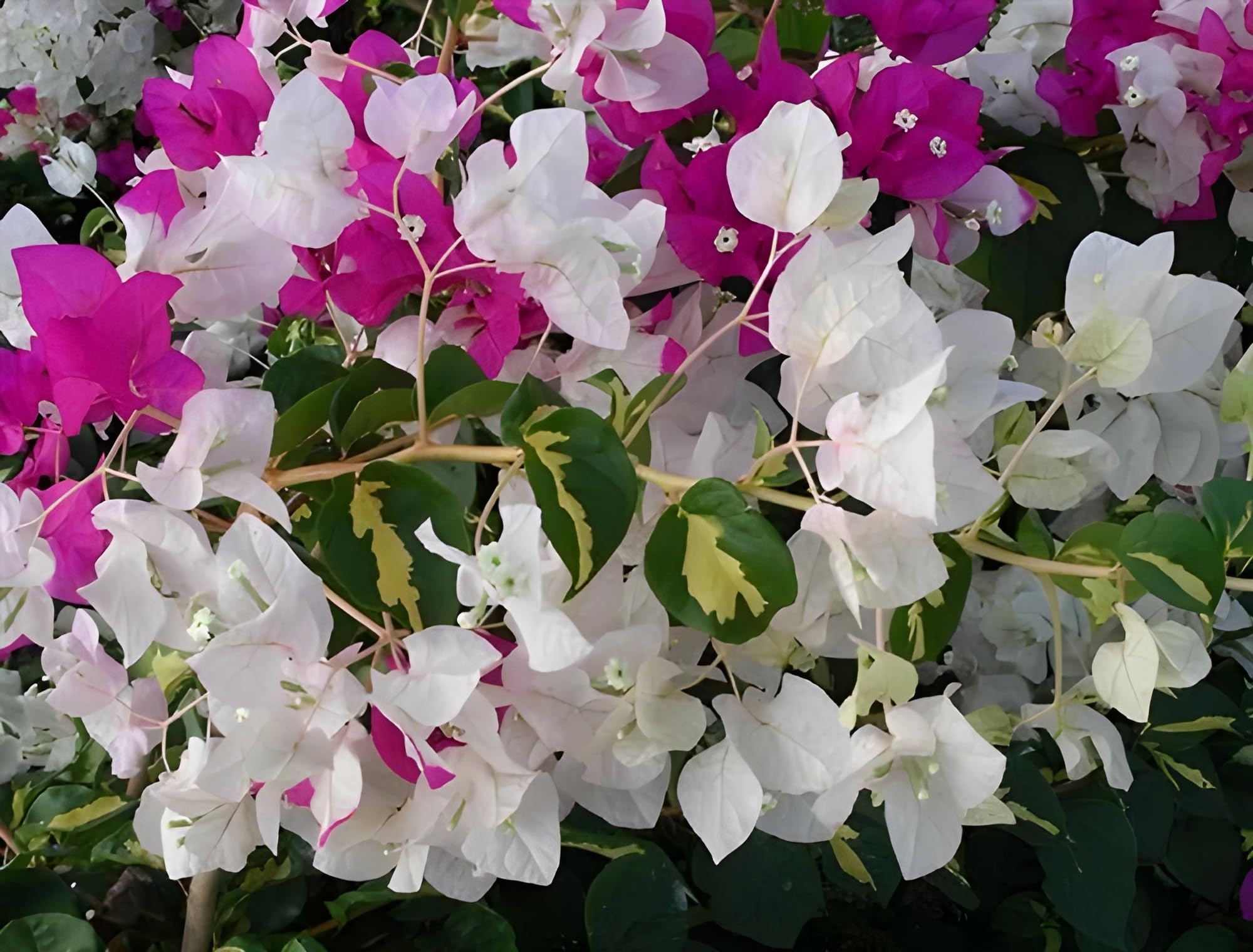 SEEDITO bougainvillea live plant multicolour || live plant of thima variety Bougainvillea (Pack of 1 Not Grafted) (B0D1KXN6GG) Amazon Price History, Amazon Price Tracker